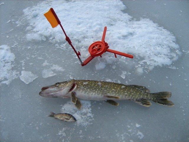 Рыбалка на флажки зимой на щуку видео - полезные советы и техники