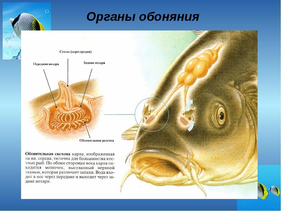 Лимфоцитоз у рыб фото