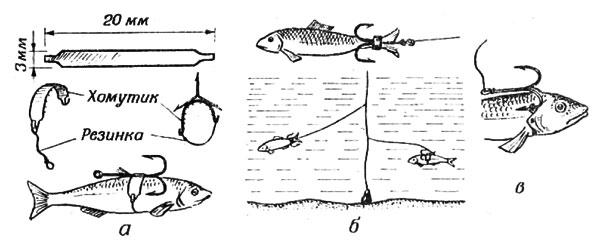 Как правильно цеплять живца на тройник на щуку - советы рыболову