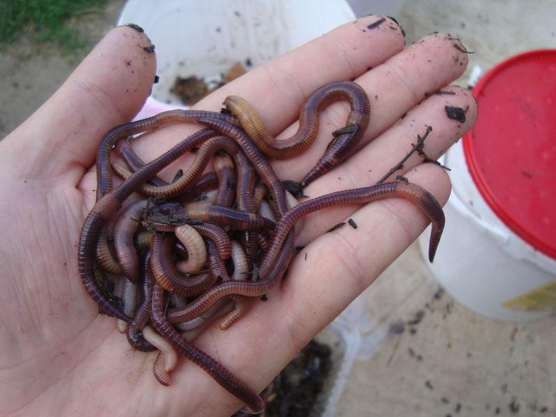 Червяк или червь как правильно: полезная информация и советы для рыбаков