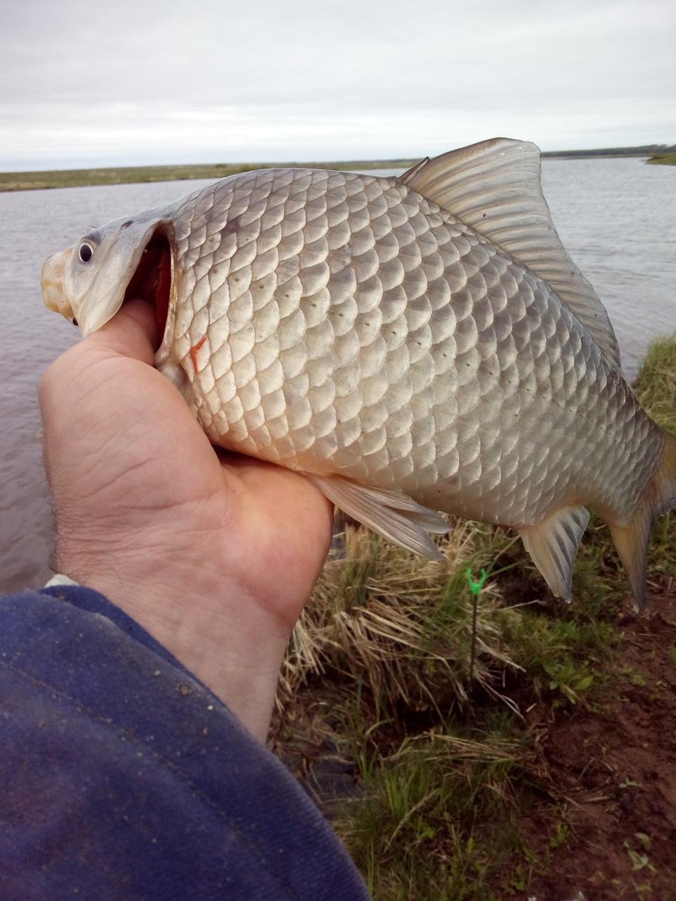 карп сазан язь. лещ карп сазан. карась золотой carassius carassius. сазан лещ. лещ и карась.