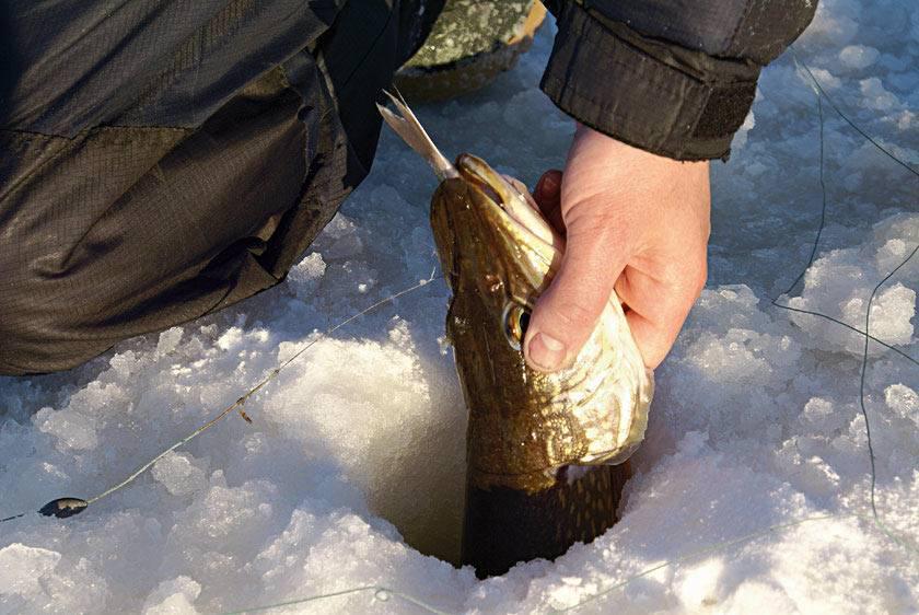 Живец жерлицы, зимняя рыбалка, ловля на живца Archives - WhiteKat.ru