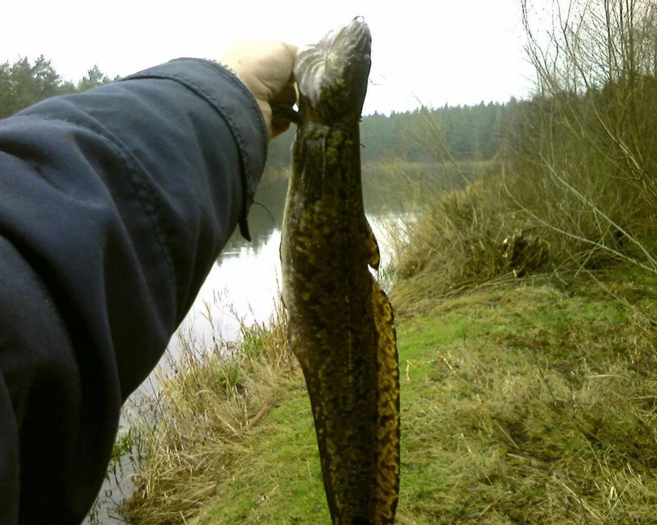 налим весной. клев налима в сентябре. ловля налима осенью. налим в ведре. сом и налим клев.